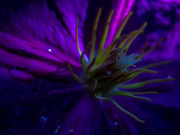 Makro Çekim Portland Bir Güneşli Yaz Gününde Mor Bir Çiçek — Stok fotoğraf