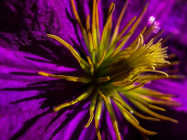 ポートランドの日当たりの良い夏の日に紫の花のマクロ撮影 — ストック写真