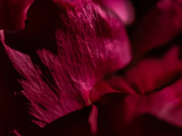 Макрос Постріл Пурпурна Квітка Сонячний Літній День Портленді — стокове фото