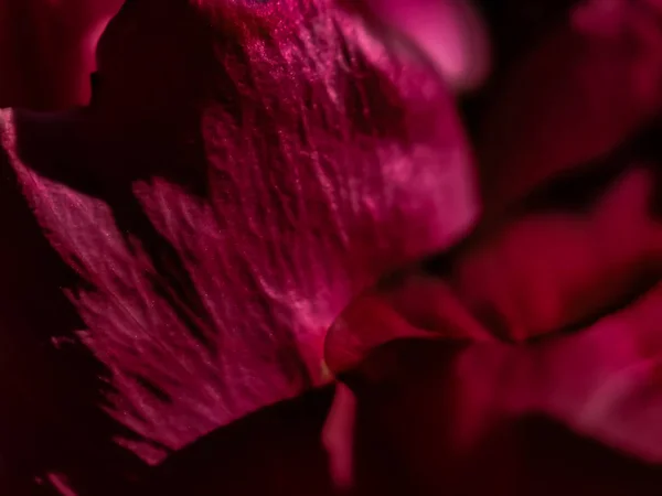 Macro Una Flor Púrpura Soleado Día Verano Portland — Foto de Stock