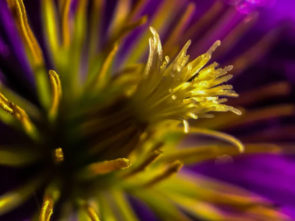 Маточка Stamen Пурпурна Квітка Сонячний Літній День Портленді — стокове фото