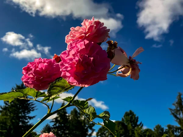 ポートランドの日当たりの良い夏の日に満開のピンクのバラ — ストック写真