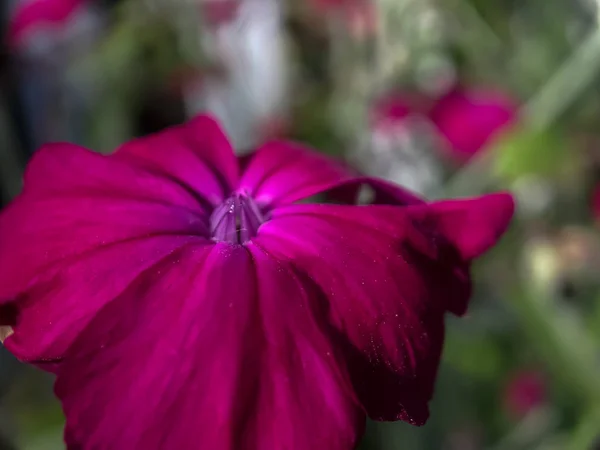 Macro Opname Van Een Paarse Bloem Een Zonnige Zomerdag Portland — Stockfoto