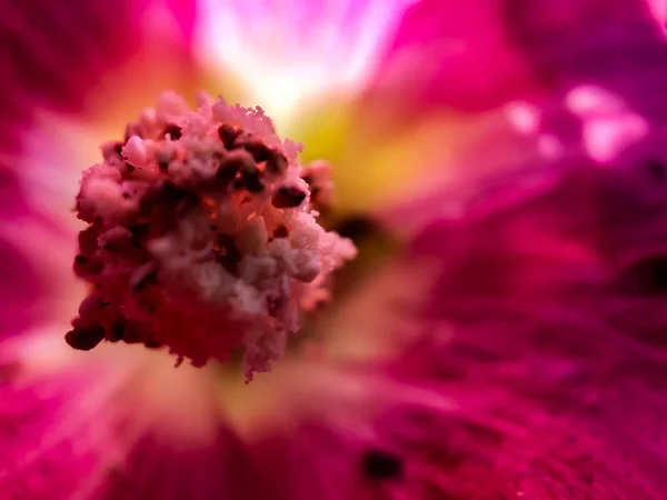 Makroaufnahme Einer Rosa Blume Einem Sonnigen Sommertag Portland — Stockfoto