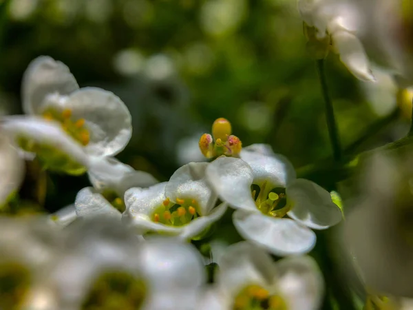 Macro Opname Van Een Witte Bloem Bloeien Zomerzon Portland — Stockfoto