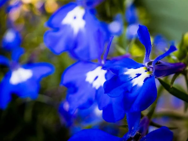 ポートランドの夏の太陽に咲く青い花のマクロ撮影 — ストック写真