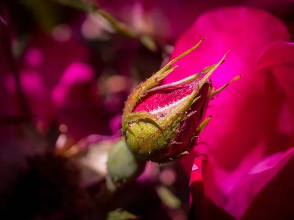 ポートランドの日当たりの良い夏の日に花をピンクのバラのマクロ撮影 — ストック写真