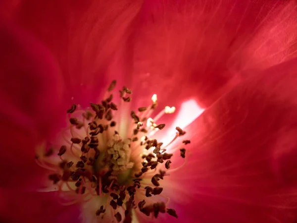ポートランドの晴れた夏の朝に咲くカラフルな花のマクロ撮影 — ストック写真