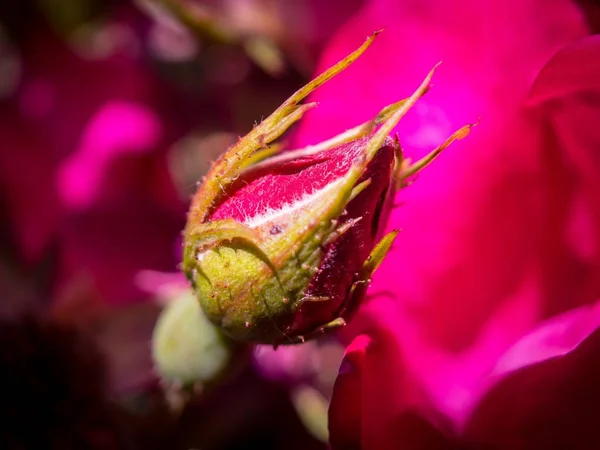 ポートランドの日当たりの良い夏の日に花をピンクのバラのマクロ撮影 — ストック写真