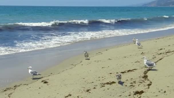 Gabbiani Rallentatore Una Spiaggia Santa Monica Una Giornata Estiva Soleggiata — Video Stock