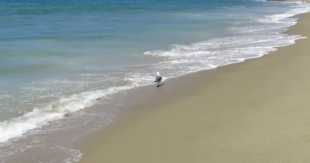 在圣莫尼卡阳光明媚的夏日 海浪在缓慢的运动中坠落 — 图库视频影像