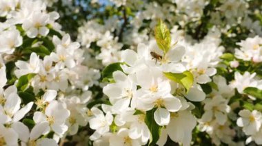 Arılar çiçek açması elma ağacı tozlaşmak, ilkbaharda çiçek açması elma meyve ağaçları meyve bahçesi yavaş çekim