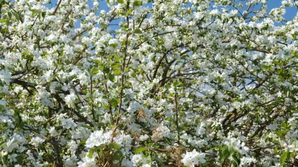 Tournage Vidéo Panoramique Pommiers Fleurs Dans Verger Printemps — Video