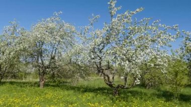 Çiçek açması elma meyve ağaçlarında meyve bahçesinde bahar video çekim