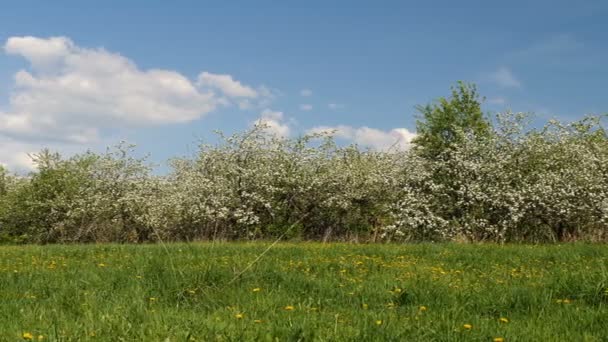 Vídeo Panorâmico Árvores Frutíferas Florescentes Maçã Pomar Primavera — Vídeo de Stock