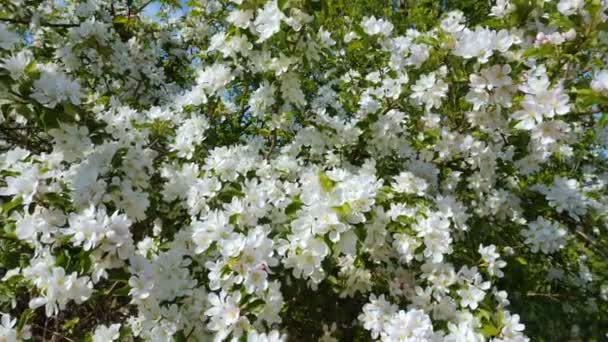 スローモーション撮影開花リンゴ果樹園の春 ミツバチはリンゴの木の花を受粉 — ストック動画