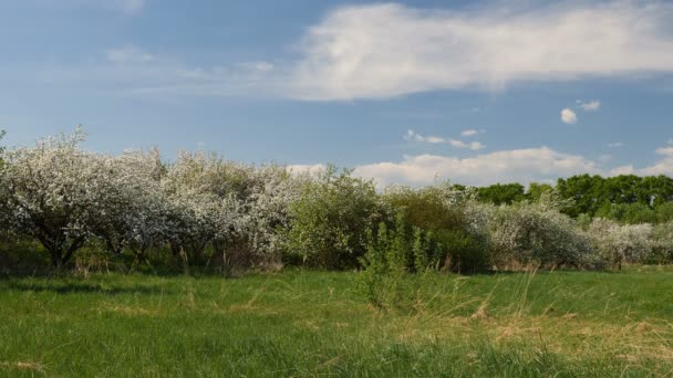 Vídeo Árboles Frutales Florecientes Manzanos Huerto Primavera — Vídeos de Stock