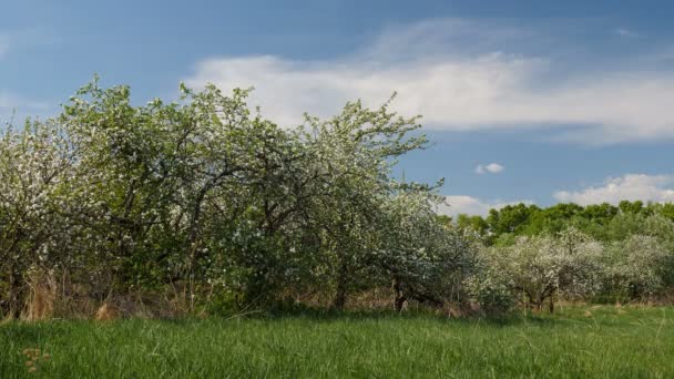 Vídeo Árboles Frutales Florecientes Manzanos Huerto Primavera — Vídeo de stock