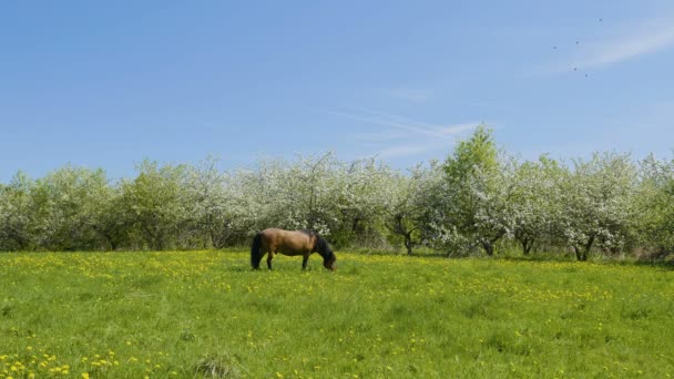 Videoaufnahme Von Pferdeweiden Auf Der Grünen Wiese Vor Dem Hintergrund — Stockvideo