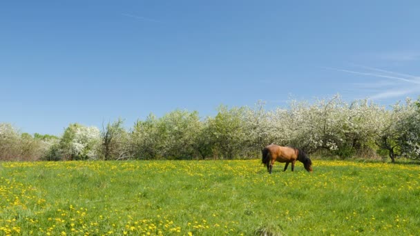 馬のビデオ ショットをかすめる咲くリンゴ園の背景に緑のフィールドの — ストック動画