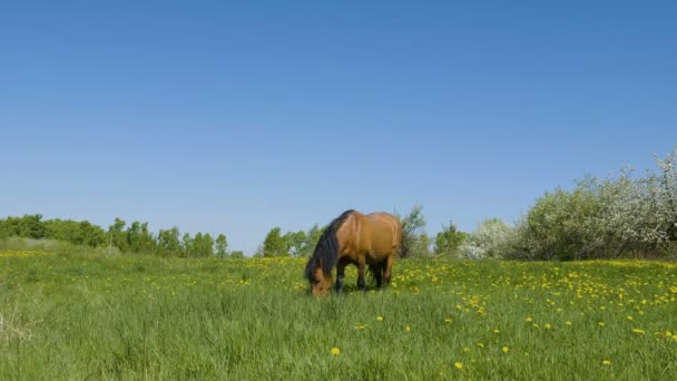 Video Natočené Koně Pase Zelené Louce Kvetoucí Jabloňový Sad Pozadí — Stock video