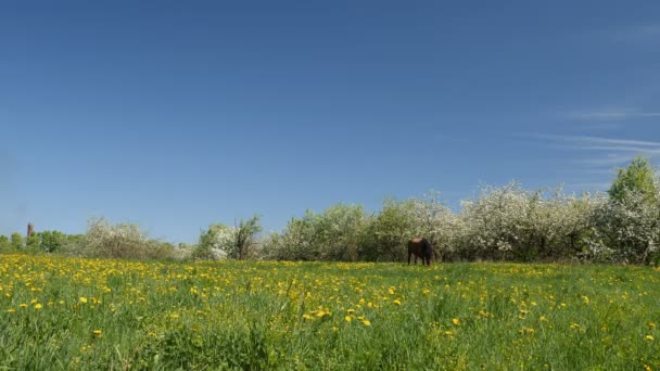 Video Schot Van Paard Graast Groene Gebied Tegen Achtergrond Van — Stockvideo