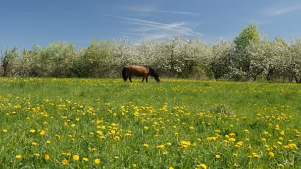 馬のビデオ ショットをかすめる咲くリンゴ園の背景に緑のフィールドの — ストック動画