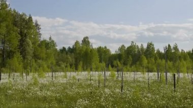 Çiçek açan video çekim çiçekler bahar bataklık orman arka plan üzerinde beyaz