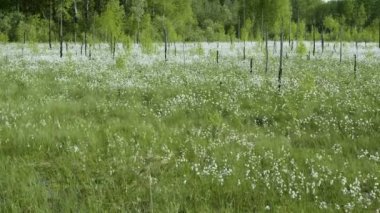 Çiçek açan video çekim çiçekler bahar bataklık orman arka plan üzerinde beyaz