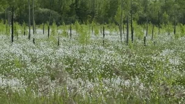 森林背景下春季沼泽盛开白花的全景视频拍摄 — 图库视频影像