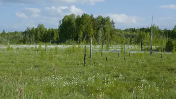 Video Schot Van Bloeiende Witte Bloemen Voorjaar Moeras Bos Achtergrond — Stockvideo