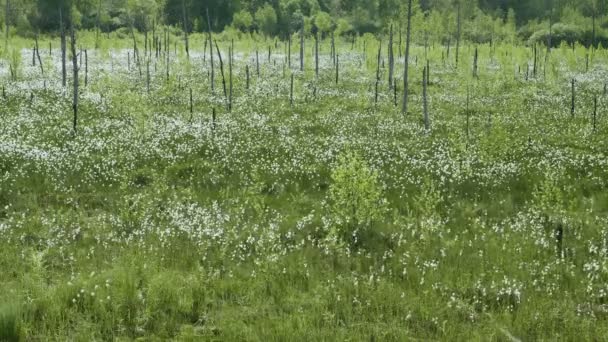 春の森の背景に沼に咲く白い花のビデオ ショット — ストック動画