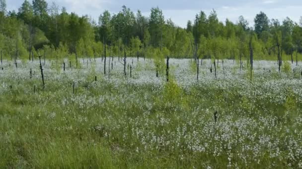 Video Schot Van Bloeiende Witte Bloemen Voorjaar Moeras Bos Achtergrond — Stockvideo