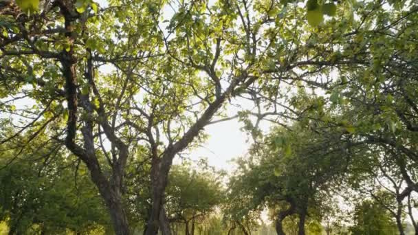 Panorâmica Tiro Mel Colmeias Jardim Maçã Primavera Contra Pôr Sol — Vídeo de Stock