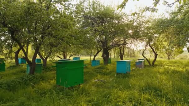 日没の背景春リンゴ園で蜂蜜ミツバチの巣箱のパノラマ撮影 — ストック動画