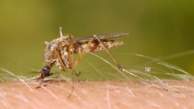 İnsan ciltte emen bir sivrisinek kan yakın çekim shot