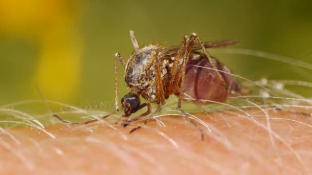 Nahaufnahme Einer Mücke Die Blut Auf Der Menschlichen Haut Saugt — Stockvideo