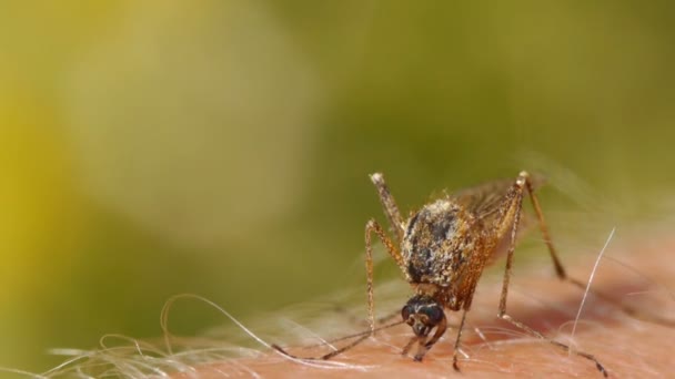 Close Tiro Sangue Mosquito Chupando Pele Humana — Vídeo de Stock