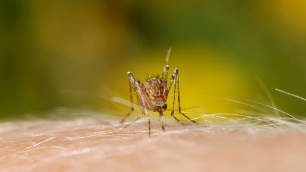 Primer Plano Una Sangre Mosquito Chupando Piel Humana — Vídeos de Stock