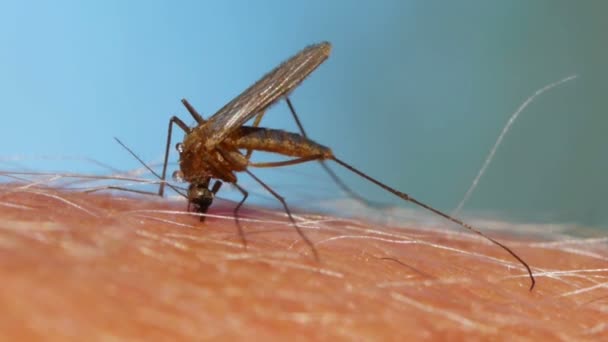 Nahaufnahme Einer Mücke Die Blut Auf Der Menschlichen Haut Saugt — Stockvideo