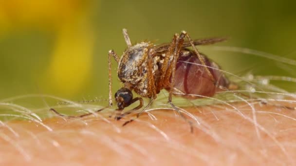 在人体皮肤上的蚊子吸血的特写镜头 — 图库视频影像