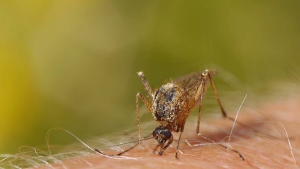 Primo Piano Una Zanzara Che Succhia Sangue Sulla Pelle Umana — Video Stock