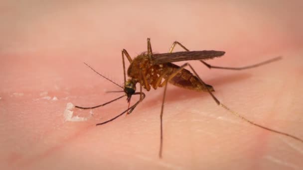 在人体皮肤上的蚊子吸血的特写镜头 — 图库视频影像