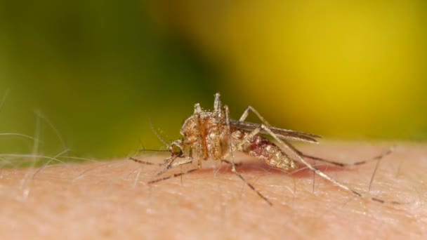 人間の皮膚に蚊の吸血のクローズ アップ ショット — ストック動画