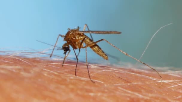 Nsan Ciltte Emen Bir Sivrisinek Kan Yakın Çekim Shot — Stok video