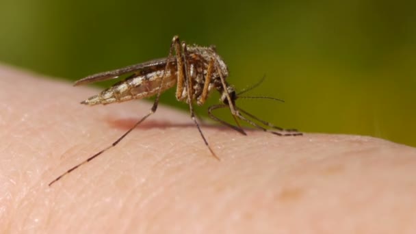 Nahaufnahme Einer Mücke Die Blut Auf Der Menschlichen Haut Saugt — Stockvideo