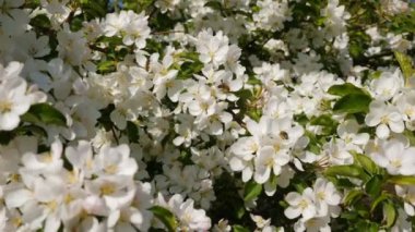 Arılar çiçek açması elma ağacı tozlaşmak, ilkbaharda çiçek açması elma meyve ağaçları meyve bahçesi yavaş çekim