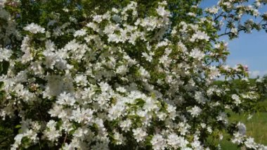 Arılar ağaçlarda çiçek açması elma meyve meyve bahçesinde Bahar çalışmalarını