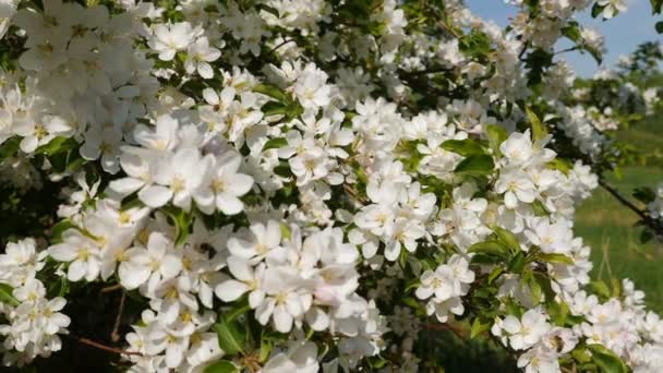 Lovitură Mișcare Lentă Copacilor Fructiferi Mere Înfloriți Livadă Primăvară Albinele — Videoclip de stoc