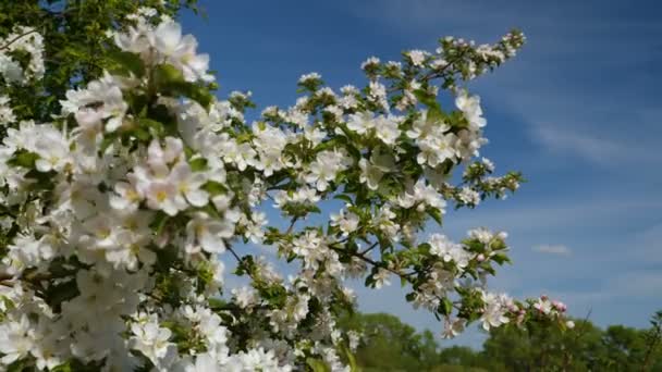 Munka Méhek Virágzó Alma Gyümölcsfák Gyümölcsös Tavasz — Stock videók
